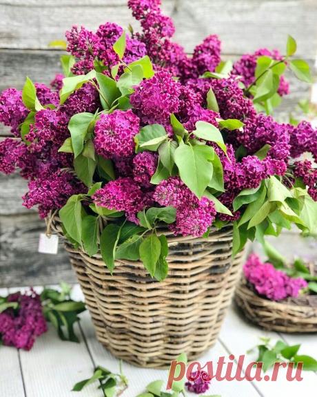 Не броди по старым адресам.
Душу, как карман, не выворачивай,
Не прислушивайся к голосам –
Прошлое всегда звучит заманчиво…
Сколько там событий и друзей,
Сколько чувств: и первое свидание,
И зовущих  за мечтой огней,
Робкий поцелуй…и расставание….
Сколько там дорог… и теплых слов,
Сколько горечи, не выплеснутой вовремя -
Задний ум всегда излить готов,
Что не сказано, но тщательно запомнено…
Кажется: назад бы повернуть,
Все исправить, доказать бы, высказать!
Снова с головой...