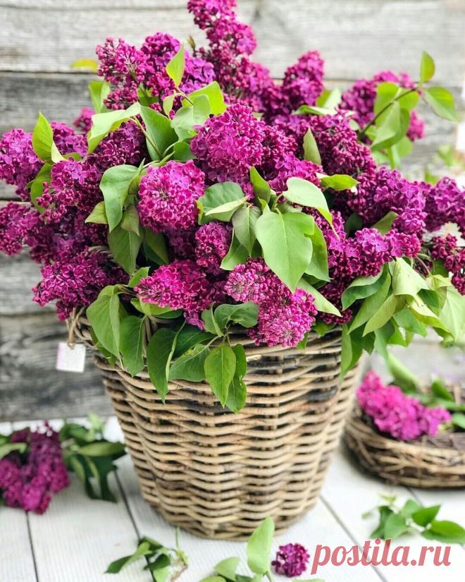 Не броди по старым адресам.
Душу, как карман, не выворачивай,
Не прислушивайся к голосам –
Прошлое всегда звучит заманчиво…
Сколько там событий и друзей,
Сколько чувств: и первое свидание,
И зовущих  за мечтой огней,
Робкий поцелуй…и расставание….
Сколько там дорог… и теплых слов,
Сколько горечи, не выплеснутой вовремя -
Задний ум всегда излить готов,
Что не сказано, но тщательно запомнено…
Кажется: назад бы повернуть,
Все исправить, доказать бы, высказать!
Снова с головой...