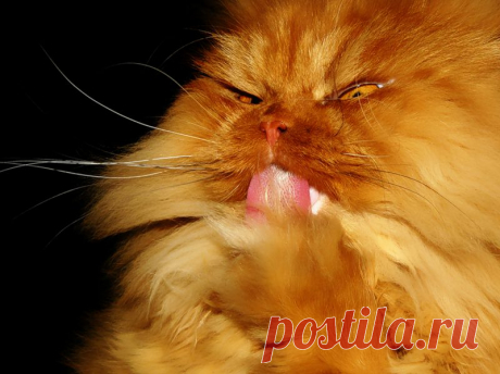 Рыжий перс Garfi