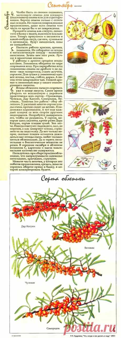 Что делать в саду в сентябре (часть2)