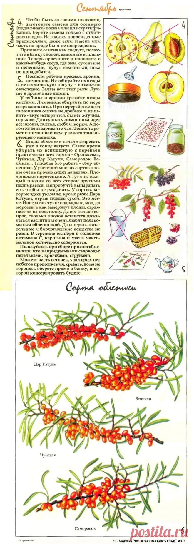 Что делать в саду в сентябре (часть2)