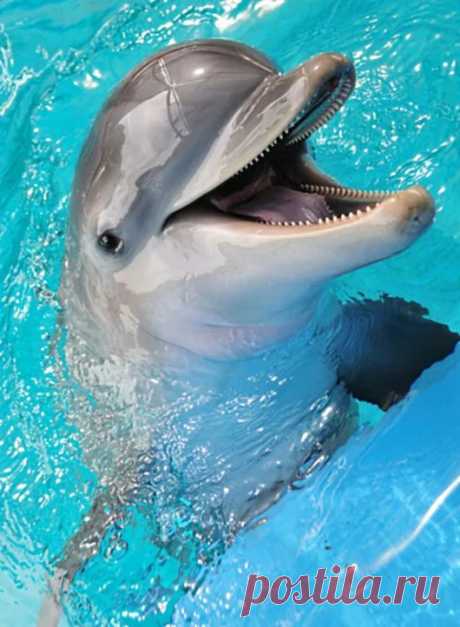 Animal life – Google+