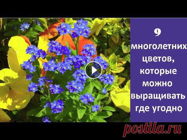 В этом видео рассказывается о таких многолетних цветах, которые растут как в тени, так и на солнце....