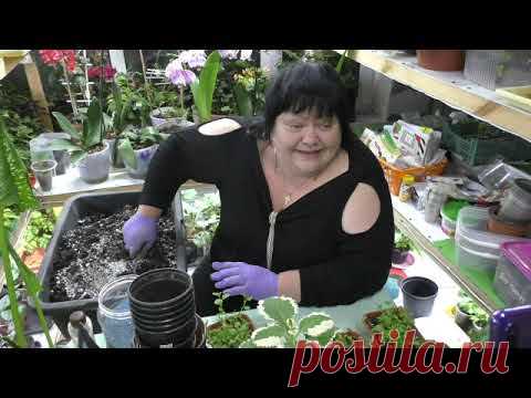пересадка лобелии на пмж