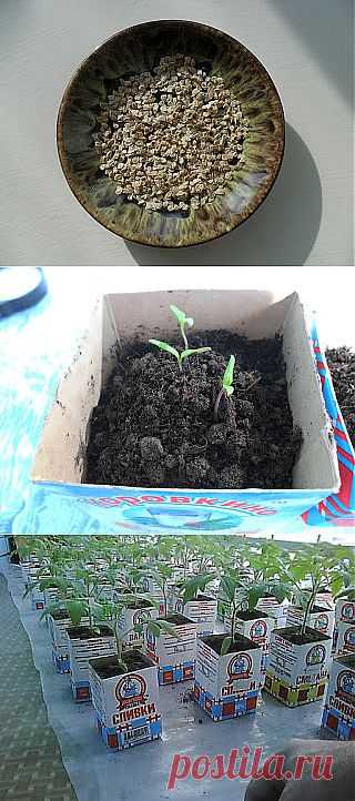 Выращивание рассады помидоров

Время посева рассады для разных регионов разнится от февраля до апреля и зависит от множества факторов – времени высадки готовой рассады на постоянное место, состава рассадного грунта, качества семян, степени освещенности комнаты и т.п. Поэтому чтобы определить оптимальный срок посева, в первый раз следует сеять помидоры на рассаду в два-три приема, с временным интервалом примерно в неделю.