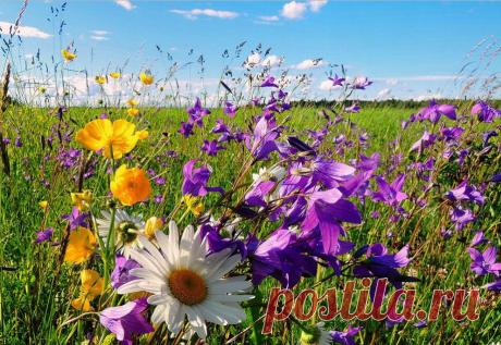 Как я люблю цветы полевые. Они такие нежные и душевные... А красота какая на моей малой родине... 
. 
#малаяродина #вологодчина #мирпрекрасен #маринасавченко #3D2507