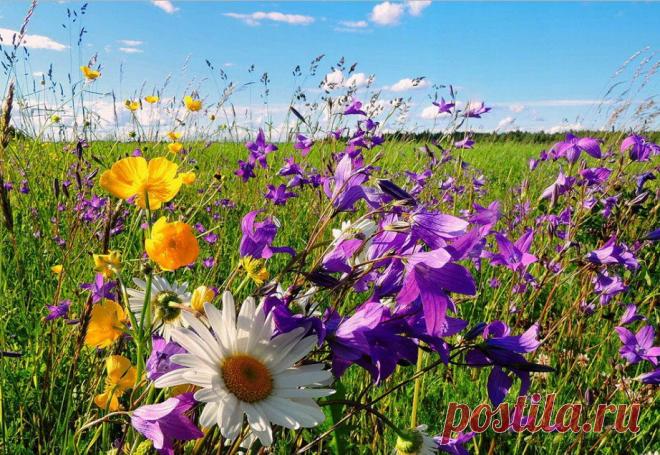 Как я люблю цветы полевые. Они такие нежные и душевные... А красота какая на моей малой родине... 
. 
#малаяродина #вологодчина #мирпрекрасен #маринасавченко #3D2507