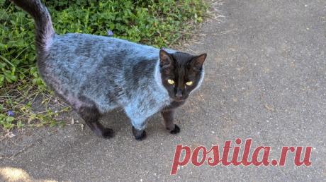 20 смешных зверушек, которые рады принести радость и улыбки в любой дом