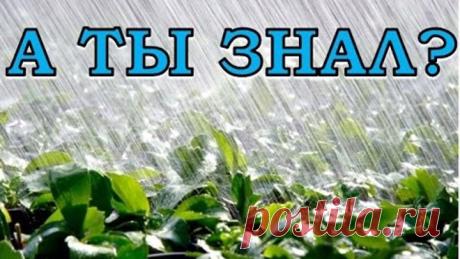Что делать с томатами и огурцами, если идут затяжные дожди?