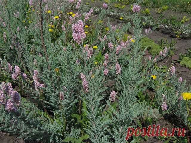 Кустарник для дачи. Мирикария лисохвостниковая, лисохвостная (Myricaria alopecuroides)