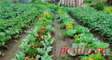 Овощи, которые стоит посадить рядом друг с другом.