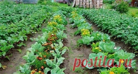 Овощи, которые стоит посадить рядом друг с другом.