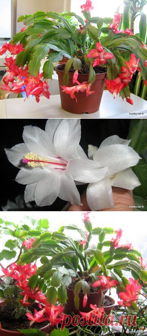 Декабрист « Цветы