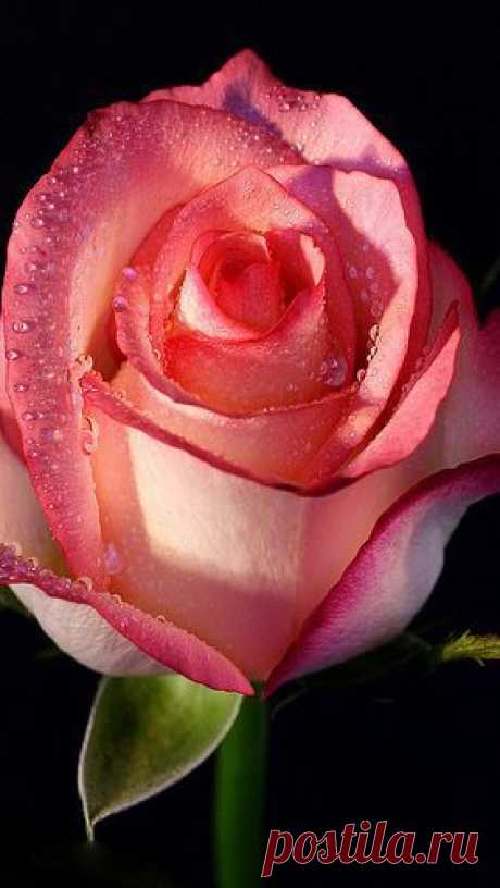 rose_flower_bud_background_drops_stem_22705_640x1136 от пользователя vadaka1986 на Flickr: Discover and save creative ideas