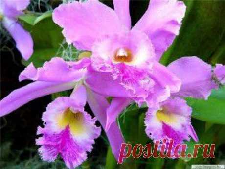 Барн-файнд, или сотня тысяч долларов забытая в сарае | Пропорции счастья