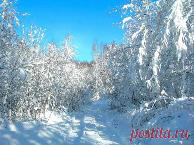 ФОТОМАСТЕРСКАЯ ПРИРОДЫ
Александр Тимофеев