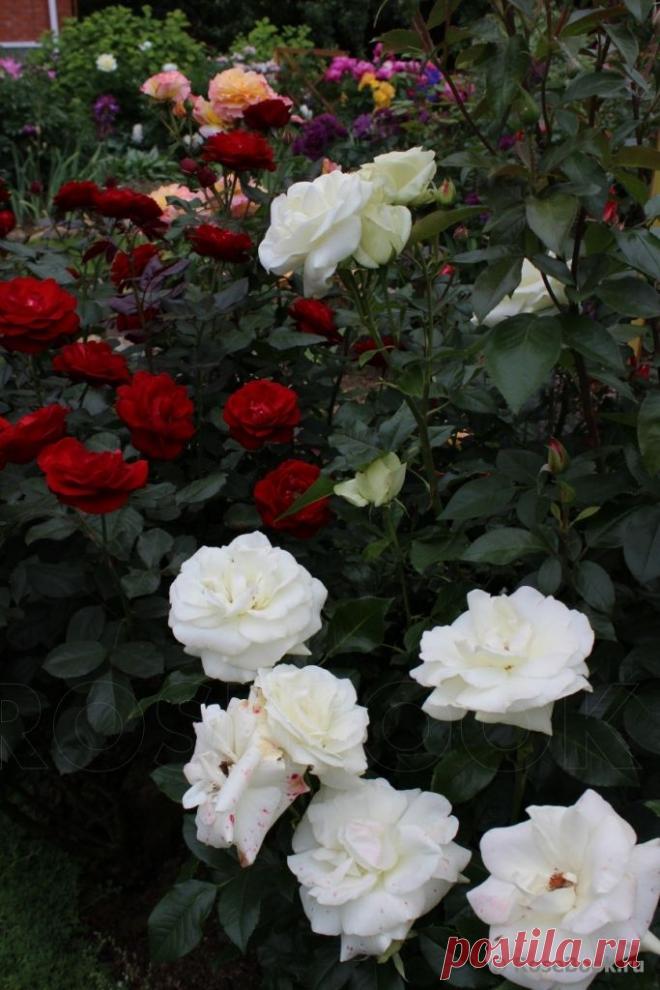 розы,розы,розы....