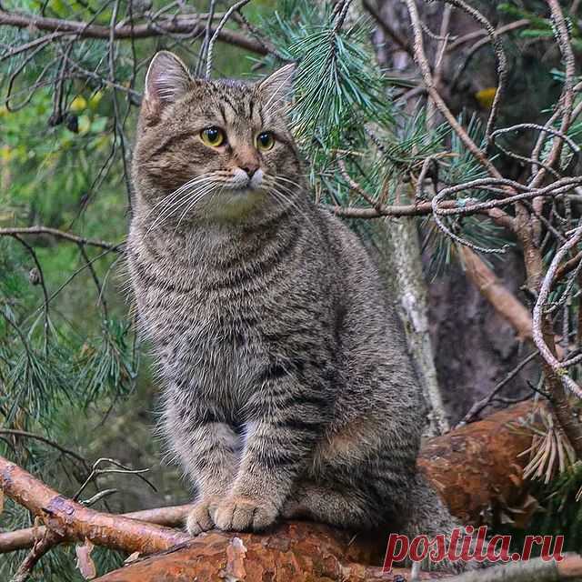 Photo by ФОТО ДЛЯ ДУШИ in Пермский край with @eduard_from_rus. May be an image of big cat and nature.