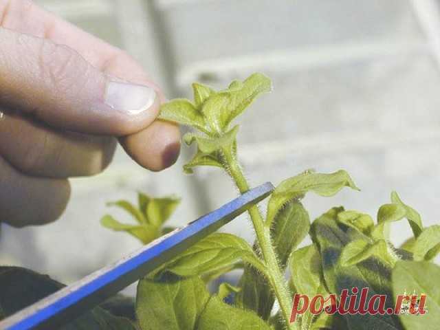 Из одного куста петунии я черенкую десять! 
Очень полезная информация.
 
Здравствуйте! Хочу рассказать о том, как я покупаю один понравившийся мне кустик петунии, а получаю из него целых десять. Экономия колоссальная, так как один кустик ампельной петунии стоит 100-150 рублей. Экономлю я при помощи обычного... черенкования. 
 
Петуния легко поддается черенкованию, поэтому я уже давно для себя решила, что тратиться на покупку десяти-двадцати кустиков не буду, а сделаю все п...