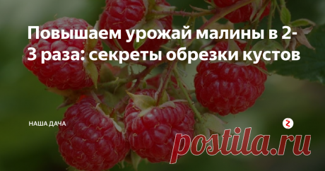 Повышаем урожай малины в 2-3 раза: секреты обрезки кустов Мой папа сажал на участке малину ремонтантную, которая плодоносила до самых октябрьских праздников. Мы собирали с небольшого участка по 5-6 десятилитровых ведер в сезон, а потом до самых заморозков папа приносил домой ягоды малины в ведерке или бидончике – полакомиться. Та малина была крупная, плоды по 2-3 см в длину – соседи приходили посмотреть, а если повезет – выкопать пару кустов на разведен
