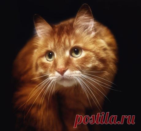 ★ Разнообразный мир природы ★