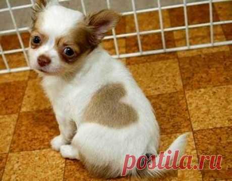 Lovely Puppy