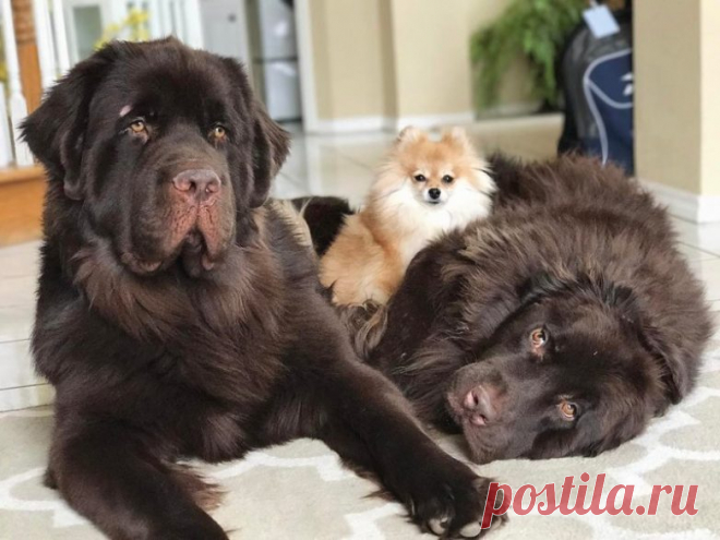 Чем больше собака - тем лучше / Питомцы