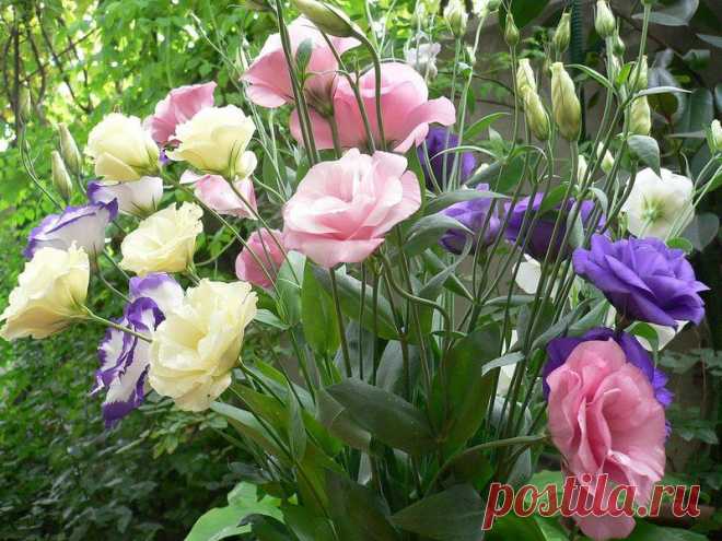 Gardening | Эустома - посадка и выращивание эустомы из семян