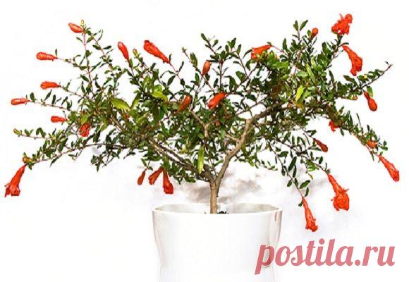 Комнатный гранат — уход в домашних условиях