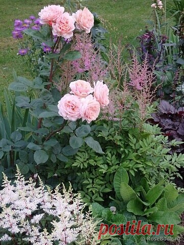 Отличные цветники на даче