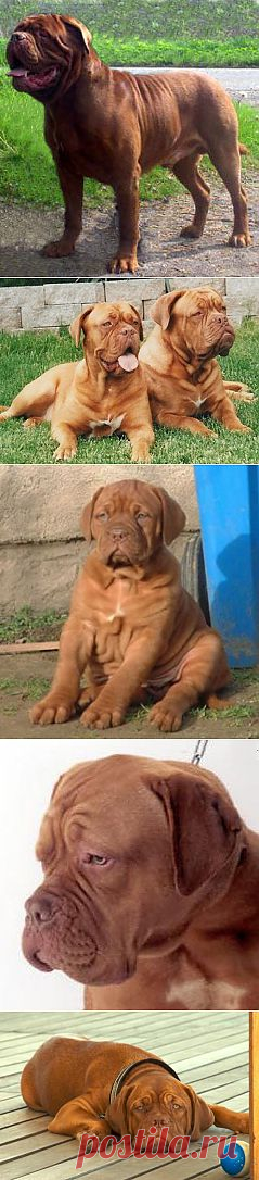 Бордоский дог | Породы собак | Животные и породы | Animal.ru