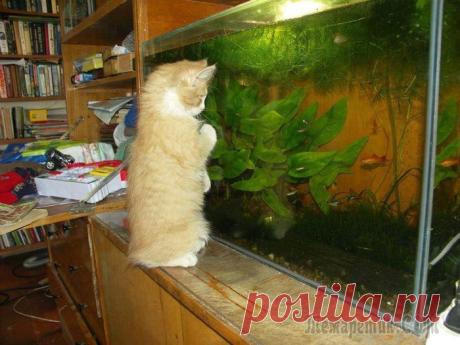 Коты и аквариум