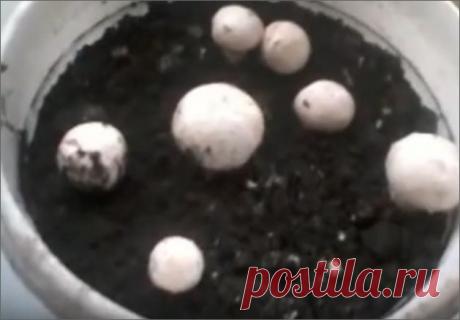 Выращивание шампиньонов дома — от а до я | Полезные советы дачнику