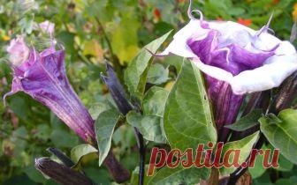 Цветок дурман - как выращивать на дачном участке правильно Как выращивать цветок дурман на садовом участке, чем он опасен для человека, особенности, различия и важные моменты рассмотрим далее в этой статье.