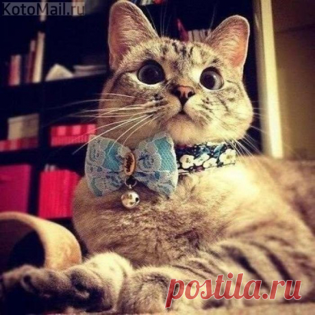 Кот - звучит гордо