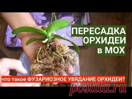 ПЕРЕСАДКА ОРХИДЕИ в НЕживой МОХ как мху продлить жизнь и что такое ФУЗАРИОЗ