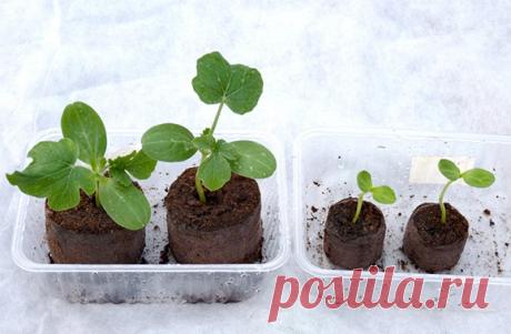 Рассада арбузов в 2018 году: когда сажать в теплице по лунному календарю, благоприятные и неблагоприятные дни