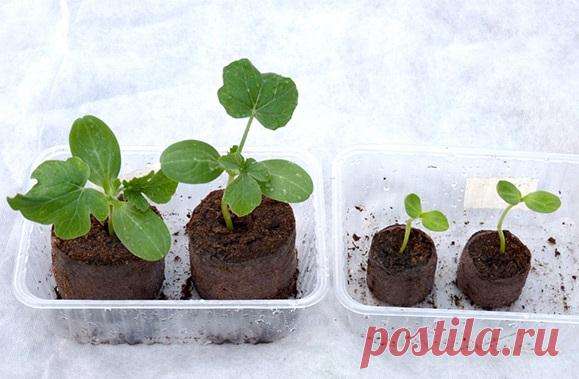 Рассада арбузов в 2018 году: когда сажать в теплице по лунному календарю, благоприятные и неблагоприятные дни