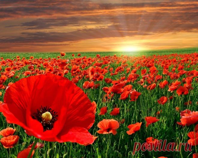 (48) Одноклассники