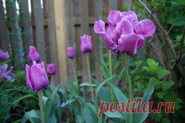 Отдельная клумба – вот что нужно для того, чтобы в полной мере насладиться великолепным цветением этого тюльпана Блю Пэррот! Нежнейшие соцветия обладают нереальной темно-сиреневой раскраской с голубоватым отливом. 
Заказать в России: https://okl.lt/70nZv Заказать в Беларуси: okl.lt/71jT3 
Заказать в Казахстане: https://okl.lt/70o3e 
В зависимости от времени суток, лепестки могут демонстрировать скрытое присутствие бронзовых и фиолетовых вкраплений. В момент полного раскрытия чашеподобный буто