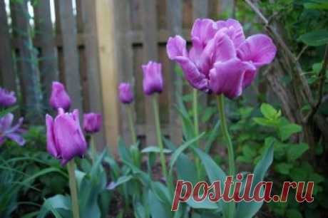 Отдельная клумба – вот что нужно для того, чтобы в полной мере насладиться великолепным цветением этого тюльпана Блю Пэррот! Нежнейшие соцветия обладают нереальной темно-сиреневой раскраской с голубоватым отливом. 
Заказать в России: https://okl.lt/70nZv Заказать в Беларуси: okl.lt/71jT3 
Заказать в Казахстане: https://okl.lt/70o3e 
В зависимости от времени суток, лепестки могут демонстрировать скрытое присутствие бронзовых и фиолетовых вкраплений. В момент полного раскрытия чашеподобный буто