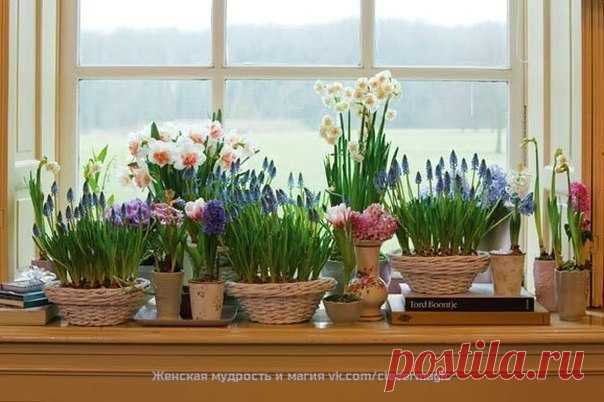 КАКИЕ ЦВЕТЫ УБРАТЬ С ПОДОКОННИКА, ЧТОБЫ НАЛАДИТЬ ЛИЧНУЮ ЖИЗНЬ ➡ источник Женская мудрость и магия(эзотерика)

КАКИЕ ЦВЕТЫ УБРАТЬ С ПОДОКОННИКА, ЧТОБЫ НАЛАДИТЬ ЛИЧНУЮ ЖИЗНЬСамым известным семейным провокатором можно назвать плющ. Это растение вносит раздор между …