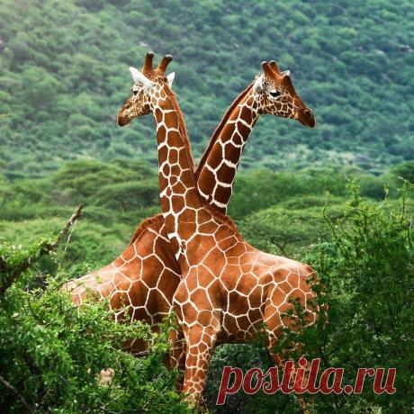 Приложение "Открытки"
Лариса Зигарева(Симонова)