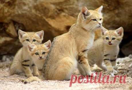 Барханный кот