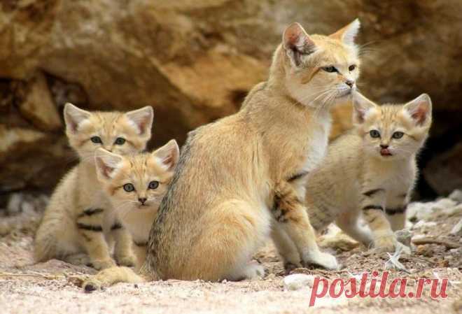 Барханный кот