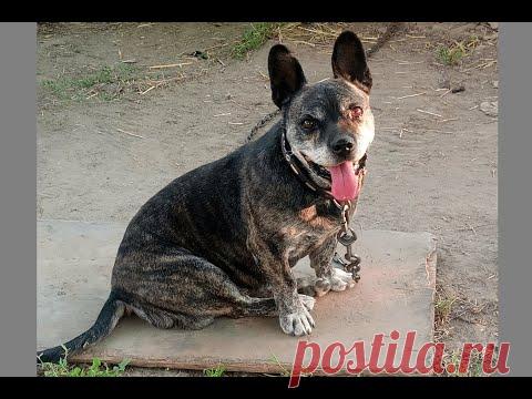 Любимый Джеррик. Всегда будем помнить (02.07.2008 - 08.08.2022, 14 лет)