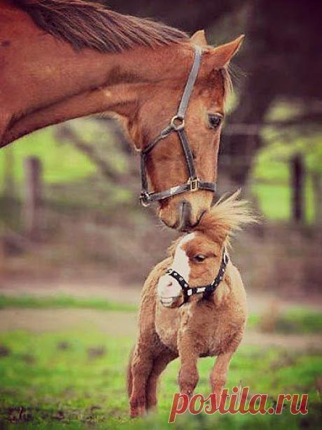 Дай-ка я тебя причешу!