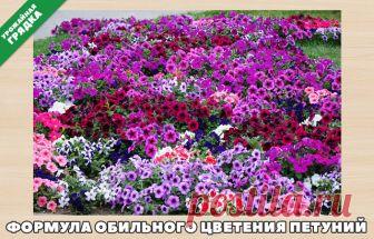 Формула обильного цветения петуний