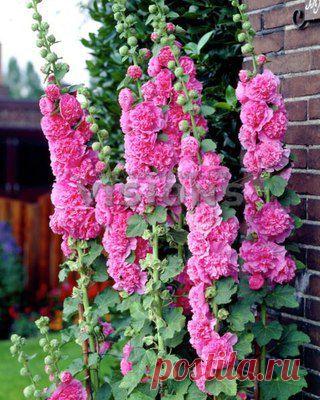 Мальва - выращивание, посадка, размножение, уход