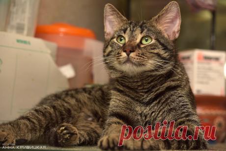 С ним вы узнаете много важного!!!
Санкт-Питербург! Выборг!
Ищет дом полосатый философ семейства кошачьих по имени Барт.
Несмотря на юный возраст (2,5 года), по его бездонным с поволокой зелёным глазам сразу понятно - Барт многое поз…